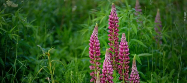 盛开的蓝色 紫色的丁香花 Lupinus 绿色的夏季田野 全景景观 植物学 民间医药 有机肥 天然花卉背景 — 图库照片