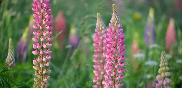 Bloeiende Blauwe Roze Paarse Lupine Bloemen Lupinus Close Groen Zomerveld — Stockfoto