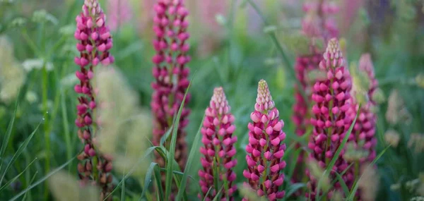 盛开的蓝色 紫色的丁香花 Lupinus 绿色的夏季田野 全景景观 植物学 民间医药 有机肥 天然花卉背景 — 图库照片