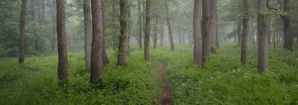 Caminho Através Majestosa Floresta Verde Verão Névoa Luz Solar Suave — Fotografia de Stock