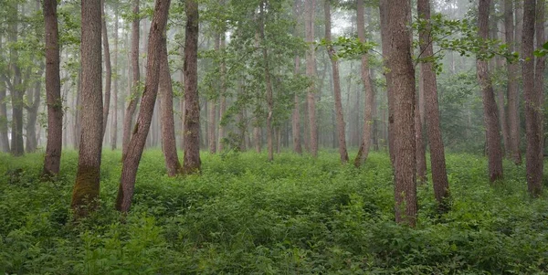 Majestätisk Sommarskog Dimma Mjukt Solljus Mäktiga Träd Gröna Blad Växter — Stockfoto