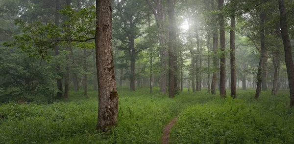 Majestuoso Bosque Verano Niebla Luz Solar Suave Árboles Poderosos Hojas — Foto de Stock