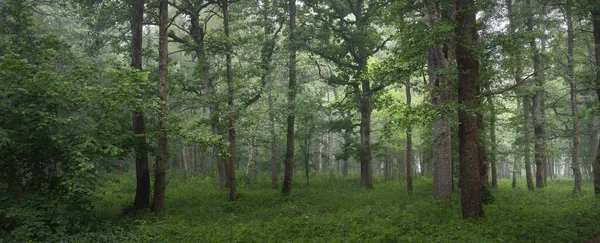 雄大な夏の森 柔らかい日差し 強力な木 緑の葉 大気中の夢のような風景 純粋な自然 生態系 環境保全 エコツーリズム ハイキング — ストック写真