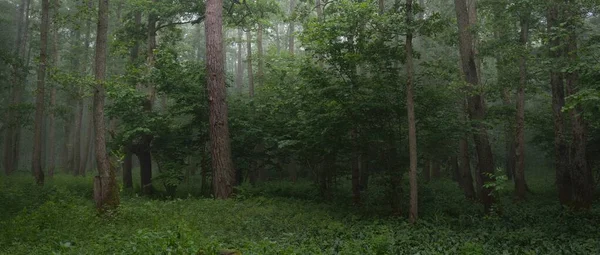 Fenséges Nyári Erdő Köd Lágy Napfény Hatalmas Fák Zöld Levelek — Stock Fotó