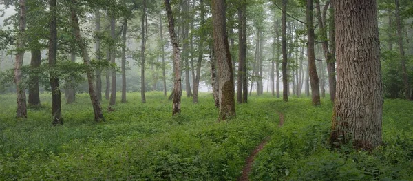 Majestic Summer Forest Fog Soft Sunlight Mighty Trees Green Leaves — Stock Photo, Image