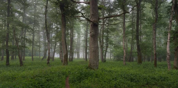 지나간다 부드러운 나무들 과푸른 식물들 대기의 꿈같은 생태학 생태관광 하이킹 — 스톡 사진