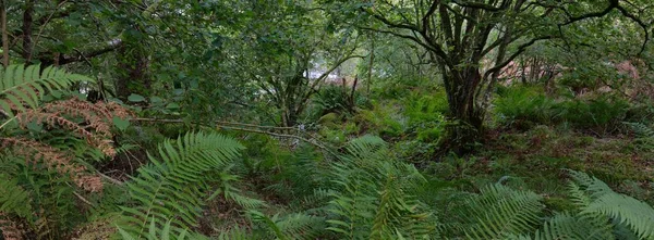 Fantastisk Utsikt Över Den Skotska Regnskogen Mäktiga Träd Mossa Växter — Stockfoto