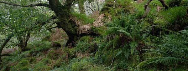 Потрясающий Вид Шотландский Тропический Лес Могучие Деревья Мох Растения Папоротник — стоковое фото