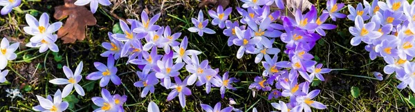 Close Blooming Crocus Flowers Park Early Spring Symbol Peace Joy — Stockfoto