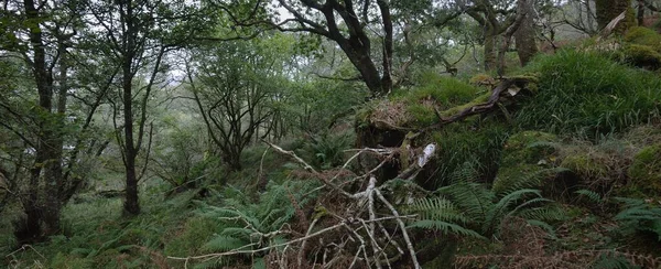 Breathtaking View Scottish Rainforest Mighty Trees Moss Plants Fern Crinan — 스톡 사진