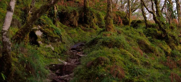 Szkocki Las Deszczowy Wschodzie Słońca Potężne Drzewa Mech Rośliny Paproć — Zdjęcie stockowe