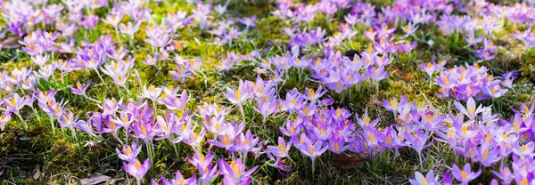 Крупный План Цветущих Крокус Цветов Парк Ранняя Весна Символ Мира — стоковое фото
