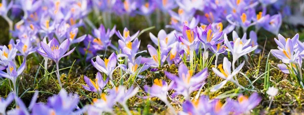 Närbild Blommande Lila Krokus Blommor Parkera Europa Tidig Vår Symbol — Stockfoto