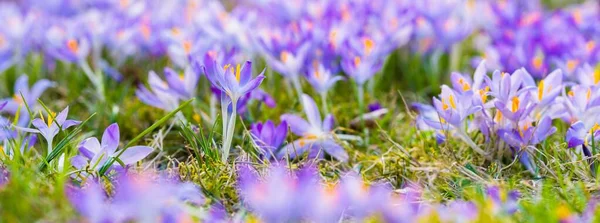 Close Blooming Purple Crocus Flowers Park Europe Early Spring Symbol — Stok fotoğraf