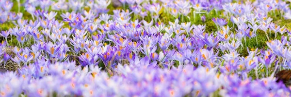 Närbild Blommande Lila Krokus Blommor Parkera Europa Tidig Vår Symbol — Stockfoto