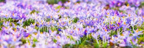 Gros Plan Fleurs Crocus Pourpres Fleurs Park Europe Début Printemps — Photo