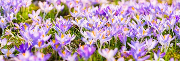 Zbliżenie Kwitnących Purpurowych Kwiatów Krokusa Zaparkuj Europie Wczesną Wiosną Symbol — Zdjęcie stockowe
