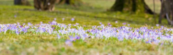 花开的紫色番红花的特写 后面是树 森林公园 早春和平 纯洁的象征景观 Art Macrophotography Bokeh Background — 图库照片