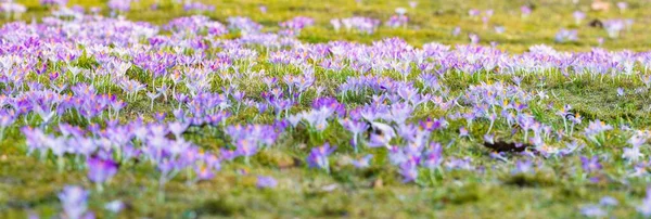 Close Blooming Purple Crocus Flowers Trees Background Forest Park Europe — Stockfoto