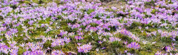 Close Blooming Crocus Flowers Park Early Spring Symbol Peace Joy — Stok fotoğraf