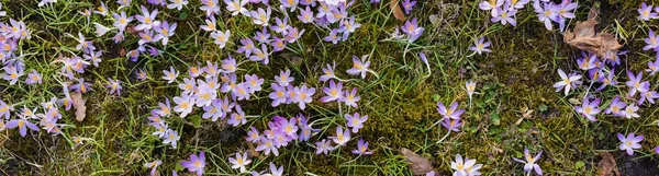 Parkta Çiçek Açan Kır Çiçeklerine Yakın Çekim Baharın Başında Barışın — Stok fotoğraf
