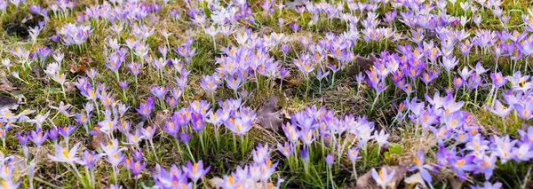 番红花盛开的特写 早春和平的象征 草木归化 环境保护 花形图案 全景视图 — 图库照片