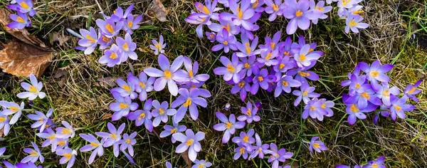 Çiçeklerin Açtığı Yere Yakın Plan Park Baharın Başında Barışın Sembolü — Stok fotoğraf