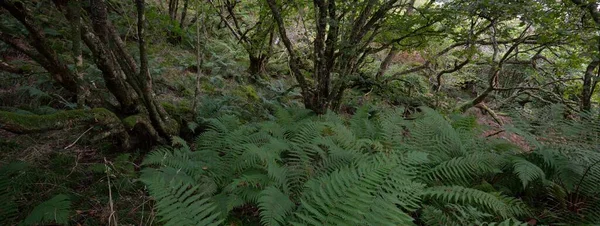 Atemberaubender Blick Auf Den Schottischen Regenwald Mächtige Bäume Moos Pflanzen — Stockfoto