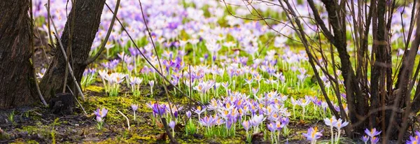 Close Blooming Purple Crocus Flowers Trees Background Forest Park Europe — Fotografia de Stock