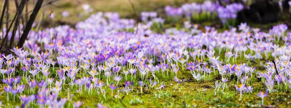 Close Blooming Purple Crocus Flowers Trees Background Forest Park Europe — Stock Photo, Image