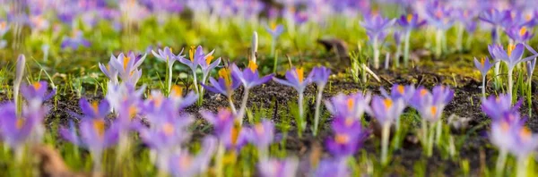Närbild Blommande Lila Krokus Blommor Träd Bakgrunden Skogspark Europa Tidig — Stockfoto