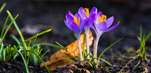 Close Blooming Purple Crocus Flowers Park Europe Early Spring Symbol — Stock Photo, Image