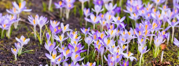 Close Blooming Purple Crocus Flowers Park Europe Early Spring Symbol — Stok fotoğraf