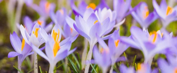 花开的紫色番红花的特写 早春和平 复活节的象征 生态旅游 Art Macrophotography Bokeh Background — 图库照片