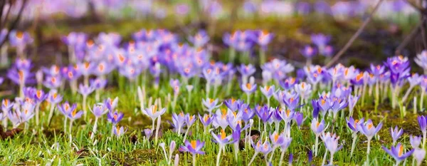 Close Blooming Purple Crocus Flowers Trees Background Forest Park Europe — Stok fotoğraf