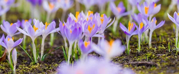 Крупный План Цветущих Фиолетовых Крокусов Парк Европе Ранняя Весна Символ — стоковое фото