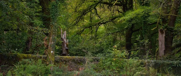 Breathtaking View Scottish Rainforest Mighty Trees Moss Plants Fern Crinan — Zdjęcie stockowe