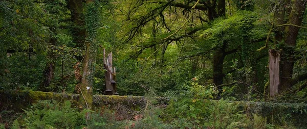 Breathtaking View Scottish Rainforest Mighty Trees Moss Plants Fern Crinan — Fotografia de Stock