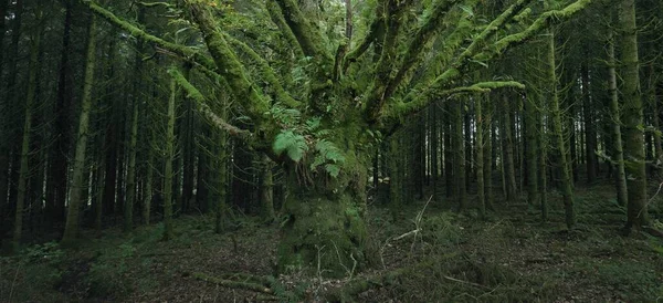 Шотландский Вечнозеленый Тропический Лес Могучие Сосны Ели Мох Растения Папоротники — стоковое фото