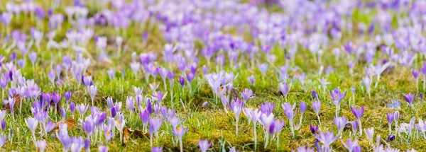 Mor Çiçek Açan Çiçeklere Yakın Çekim Park Avrupa Baharın Başında — Stok fotoğraf