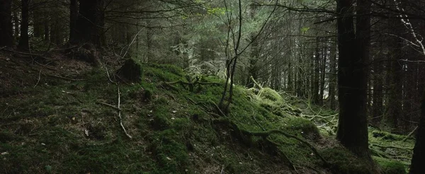 Scottish Evergreen Rainforest Mighty Pine Spruce Trees Moss Plants Fern —  Fotos de Stock