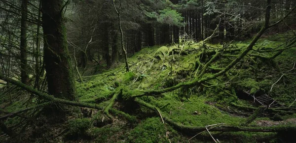 Foresta Pluviale Sempreverde Scozzese Potenti Pini Abeti Muschi Piante Felci — Foto Stock