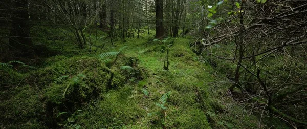 Scottish Evergreen Rainforest Mighty Pine Spruce Trees Moss Plants Fern — стоковое фото