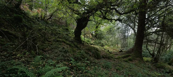Floresta Tropical Escocesa Pinheiros Poderosos Árvores Abeto Musgo Plantas Samambaia — Fotografia de Stock