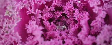 Yeşil bir yaz bahçesinde dekoratif lavanta lahanası (lavanta lahanası). Çiy damlaları, yumuşak güneş ışığı. Doğal dokular. Peyzaj, bahçıvanlık, kırsal, çiftlik, çiçekçilik.