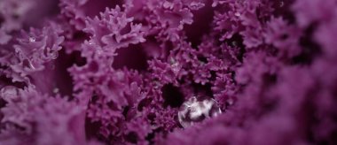 Yeşil bir yaz bahçesinde dekoratif lavanta lahanası (lavanta lahanası). Çiy damlaları, yumuşak güneş ışığı. Doğal dokular. Peyzaj, bahçıvanlık, kırsal, çiftlik, çiçekçilik.