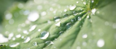 Taze yeşil yapraklar, kristal berrak çiy damlaları, aşırı yakın çekim. Doğal doku, arka plan, makro fotoğrafçılık. Saf doğa, ekoloji, çevre