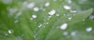 Taze yeşil yapraklar, kristal berrak çiy damlaları, aşırı yakın çekim. Doğal doku, arka plan, makro fotoğrafçılık. Saf doğa, ekoloji, çevre