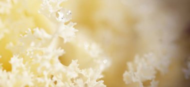 Yeşil bir yaz bahçesinde dekoratif süs lahana (beyaz lahana). Çiy damlaları, yumuşak güneş ışığı. Doğal dokular. Peyzaj, bahçıvanlık, kırsal, çiftlik, çiçekçilik.