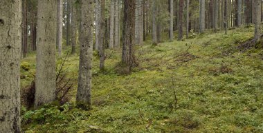 Görkemli Evergreen Ormanı 'nın tepelerinden geçen yol. Güçlü çam ve çam ağaçları. Yumuşak altın gün batımı ışığı. Idyllic sonbahar sahnesi. Doğa, mevsimler, çevre, eko-turizm